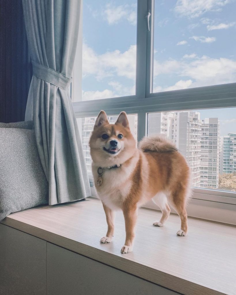 Kyo | Pomeranian x Shiba Inu ♂ (@kyothepomshi) - Instagram - Storify photos  and videos - Brand reviews