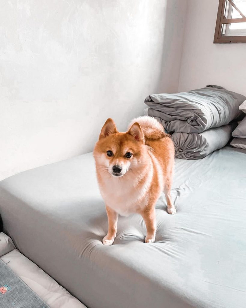 Kyo | Pomeranian x Shiba Inu ♂ (@kyothepomshi) - Instagram - Storify photos  and videos - Brand reviews